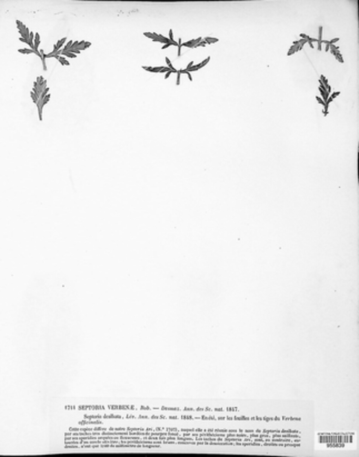 Septoria verbenae image